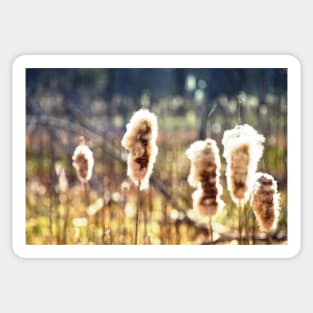 "Puffy Cattails" Sticker